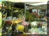 Taricon's Flowers.jpg (88317 byte)